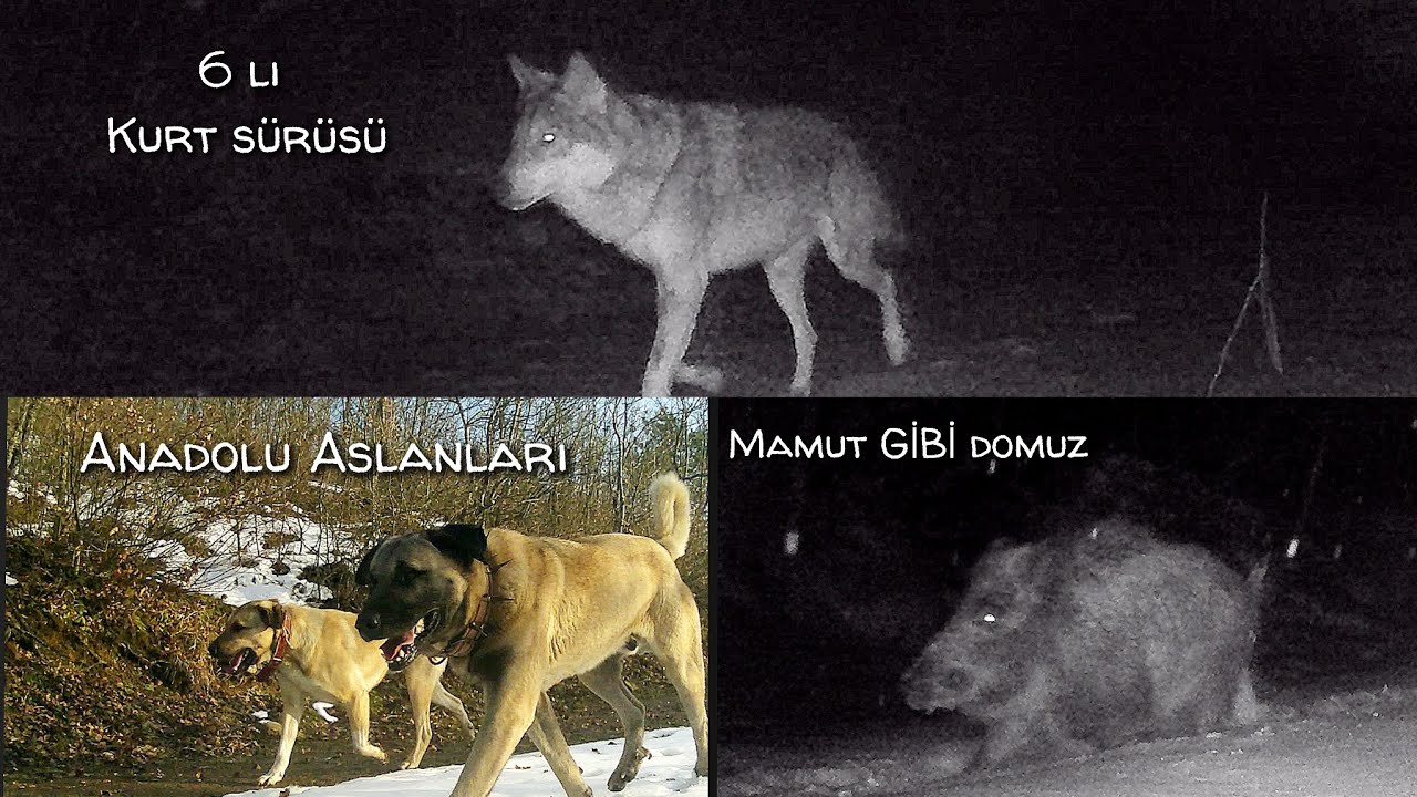 6 lı Kurt Sürüsü Kangallar ve Dev gibi Azılı Yaban Domuzunu Aynı Bölgede Görüntüledik - Kangal Kurt