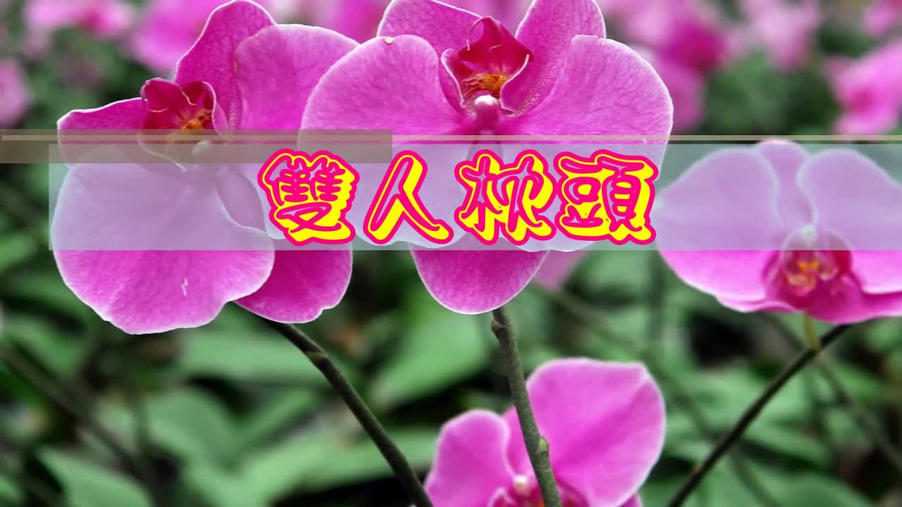 雙人枕頭 2