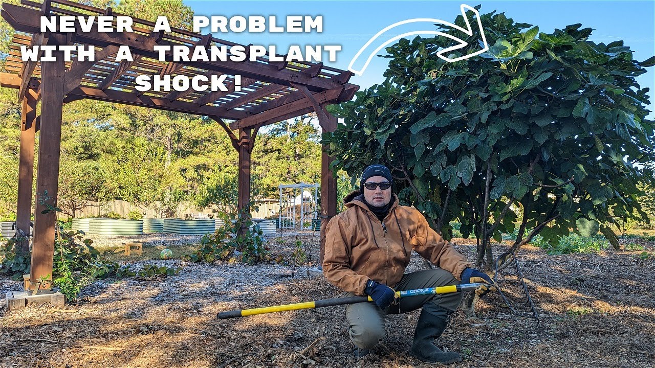 Step-by-Step guide on how to transplant a mature tree | Move Trees and Plants without Killing them