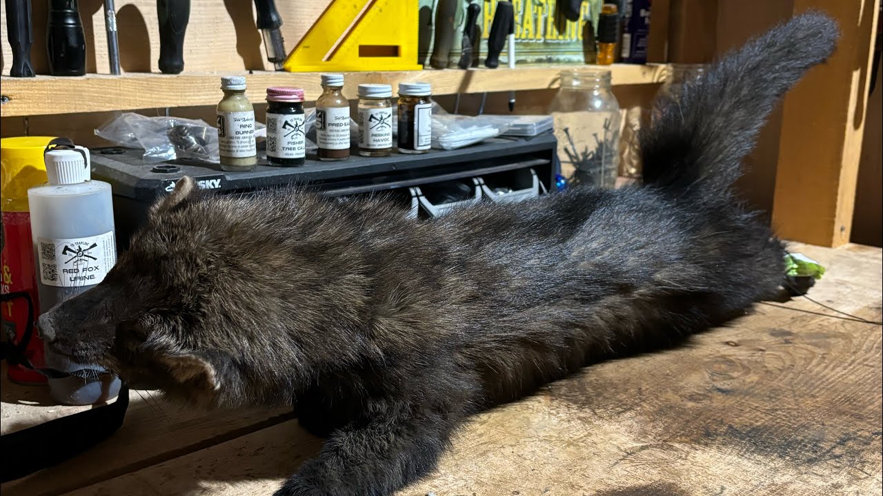 Pennsylvania fisher trapping