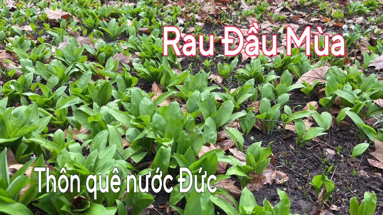 Hái rau ăn bánh xèo. Biết quy định để tránh bị phạt khi hái rau rừng ở Đức | Cuộc sống ở Đức