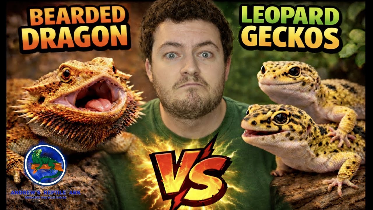 Bearded Dragon vs Leopard Gecko | Best Pet Lizard?