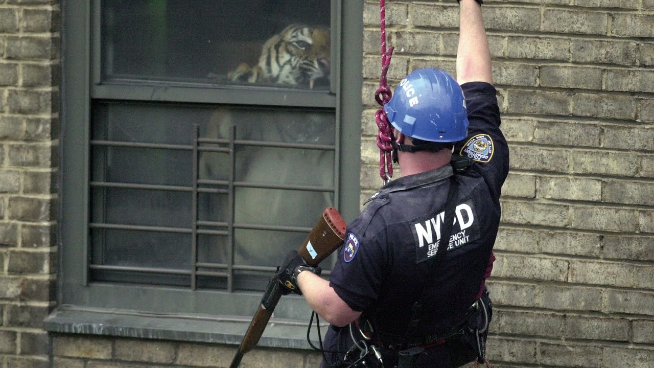 Armand Hammer - War Stories (Official Audio)