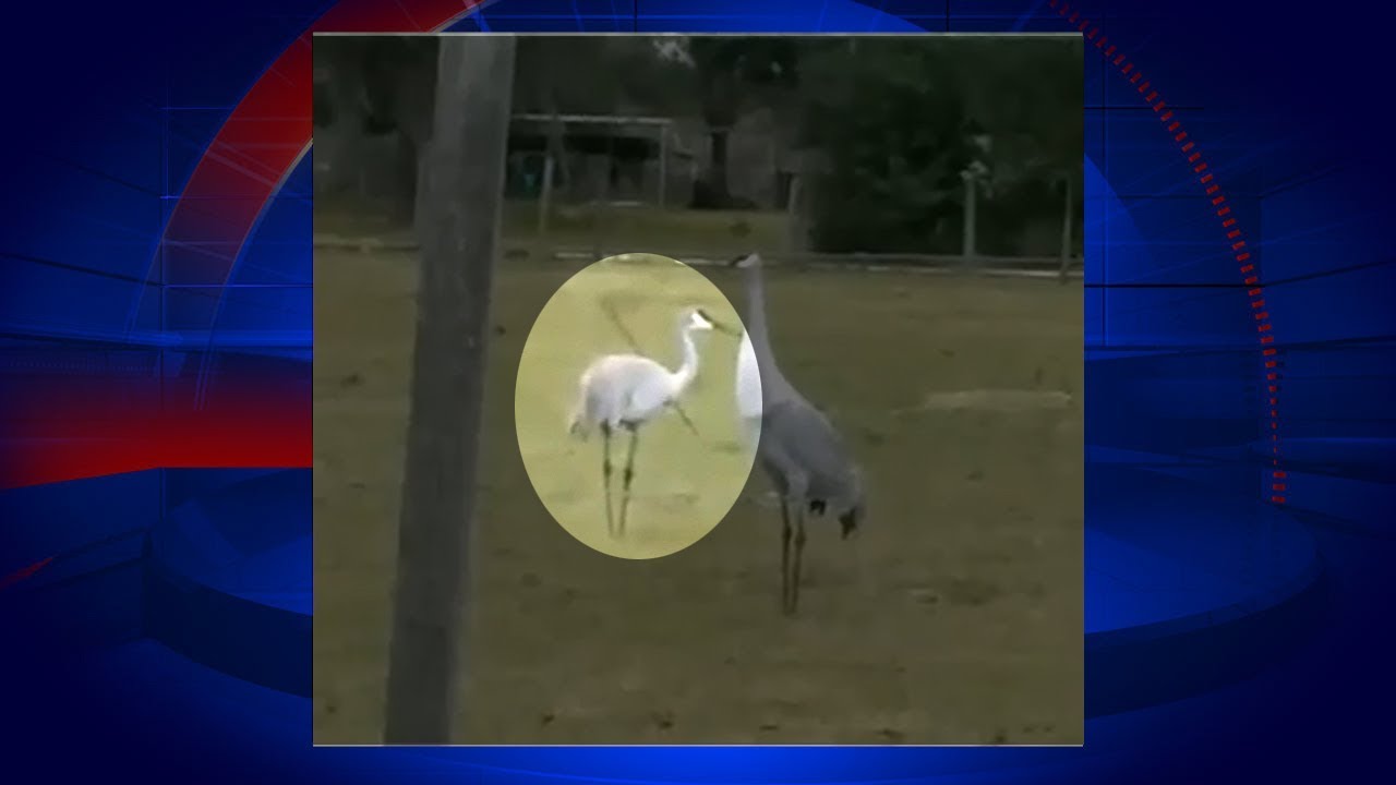 Sandhill cranes in Florida targeted with arrows
