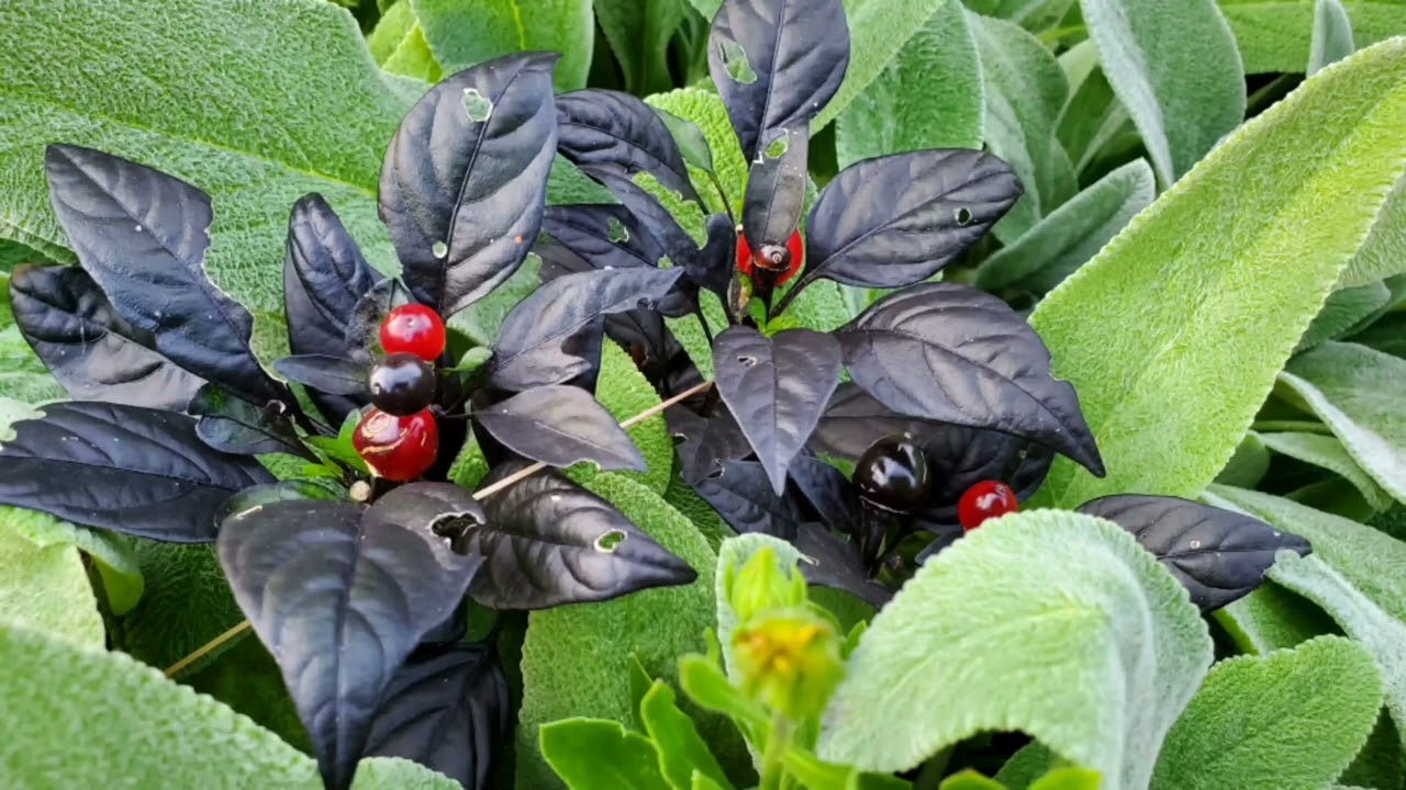 Black plant 4K UHD Photographic TV Screensaver TV Wallpaper Relaxing Piano