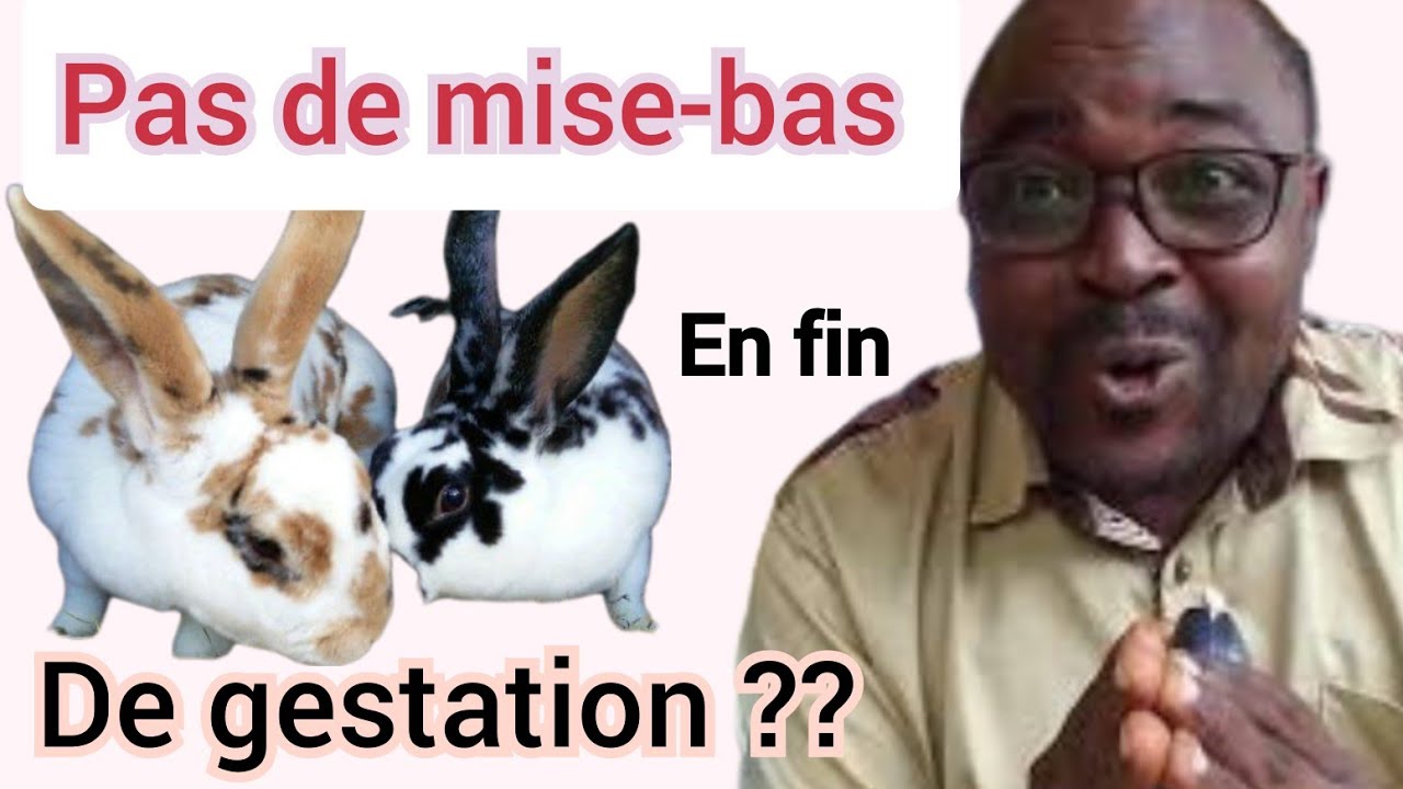 voici pourquoi Après accouplement de la lapine, à la fin elle ne mets pas bas...😰😰😱 ( raisons )