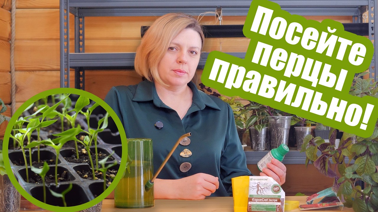 8 ошибок при посеве перца на рассаду!