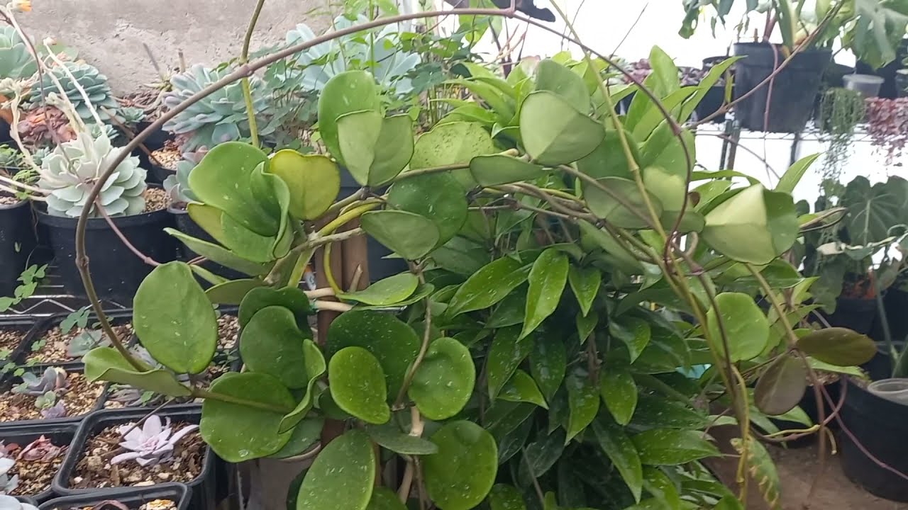 Hoya carnosa gigante /Hoya Obovata