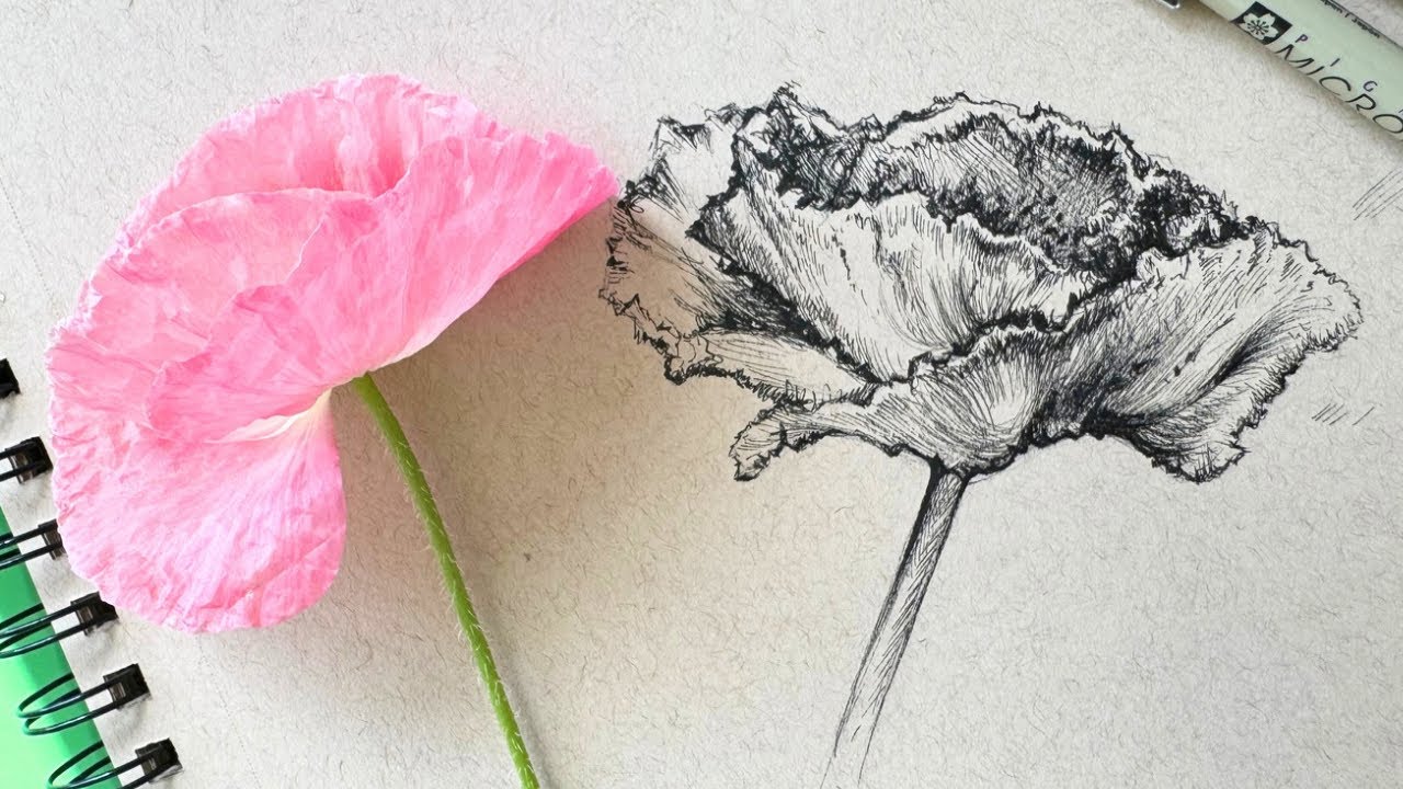 How to Draw a Poppy Flower In Pen and Ink for Beginners