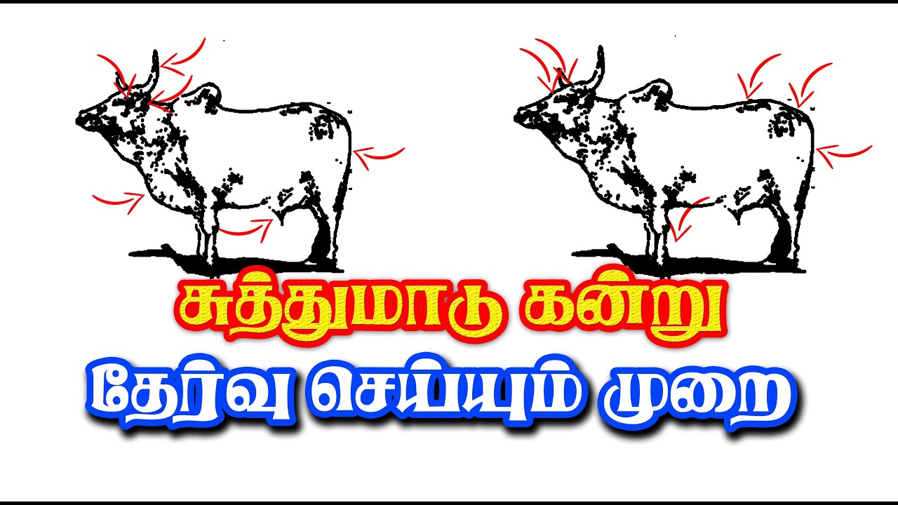 சுத்துமாடு கன்று தேர்வு செய்வது எப்படி ...