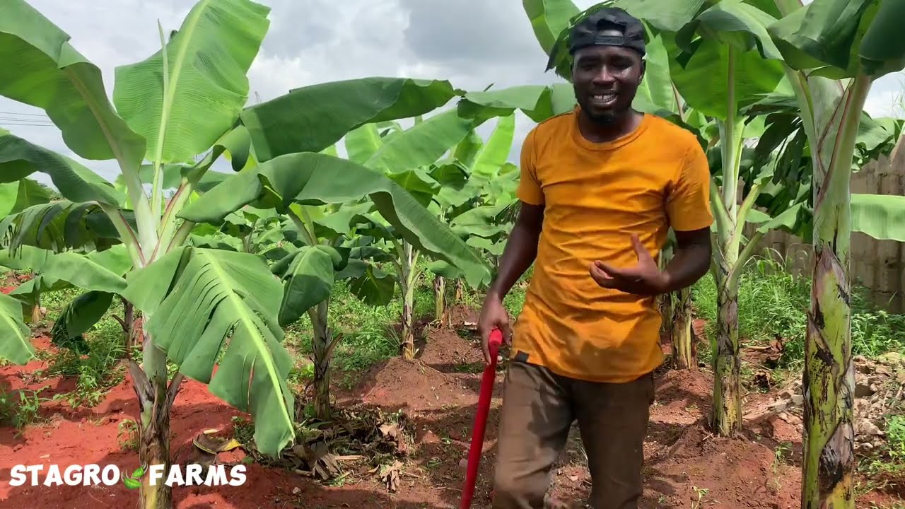 KEEP YOUR BANANA PLANTATION FREE OF WEEDS.