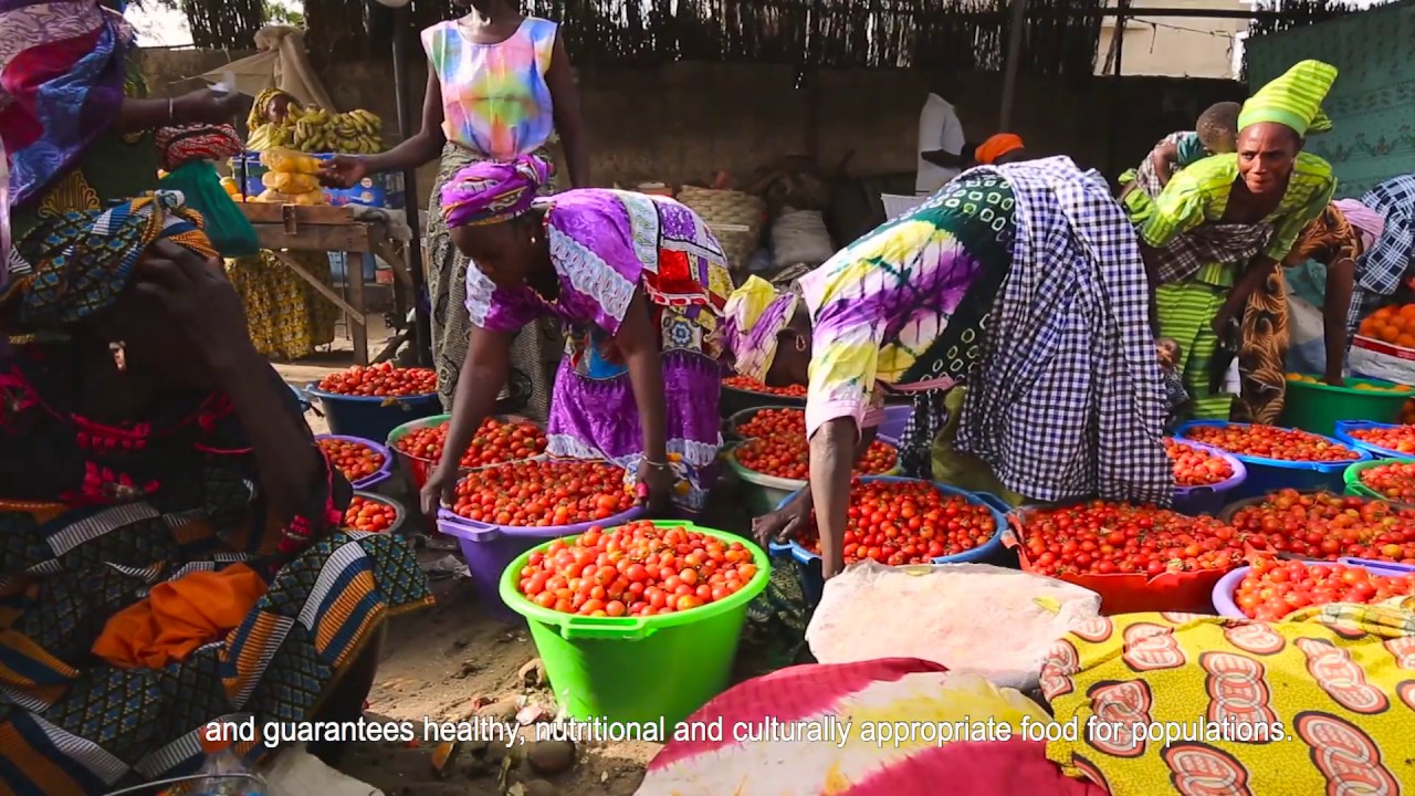 Sahel : faire prospérer une agriculture durable grâce à l’agroécologie