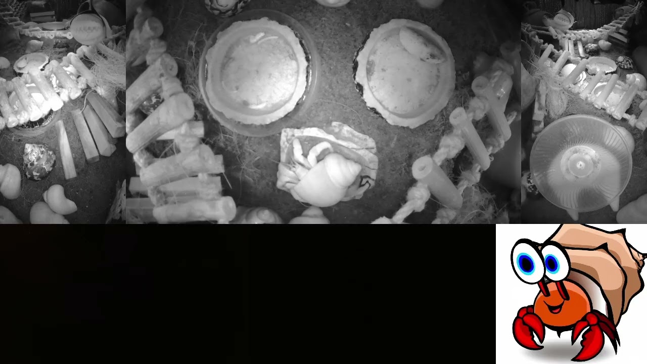 ⏩ Time Lapse of 24x7 Hermit Crab Live Stream Overnight January 30th - January 31st 2026 (60x)