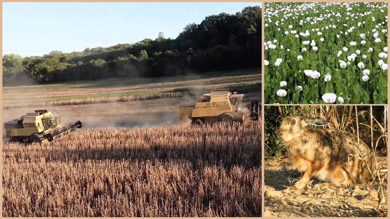 ŽNĚ 2024 /sklizeň MÁKU / NEW HOLLAND TX68, MASSEY FERGUSON 8450, JOHN DEERE BR 370 / dron DJI
