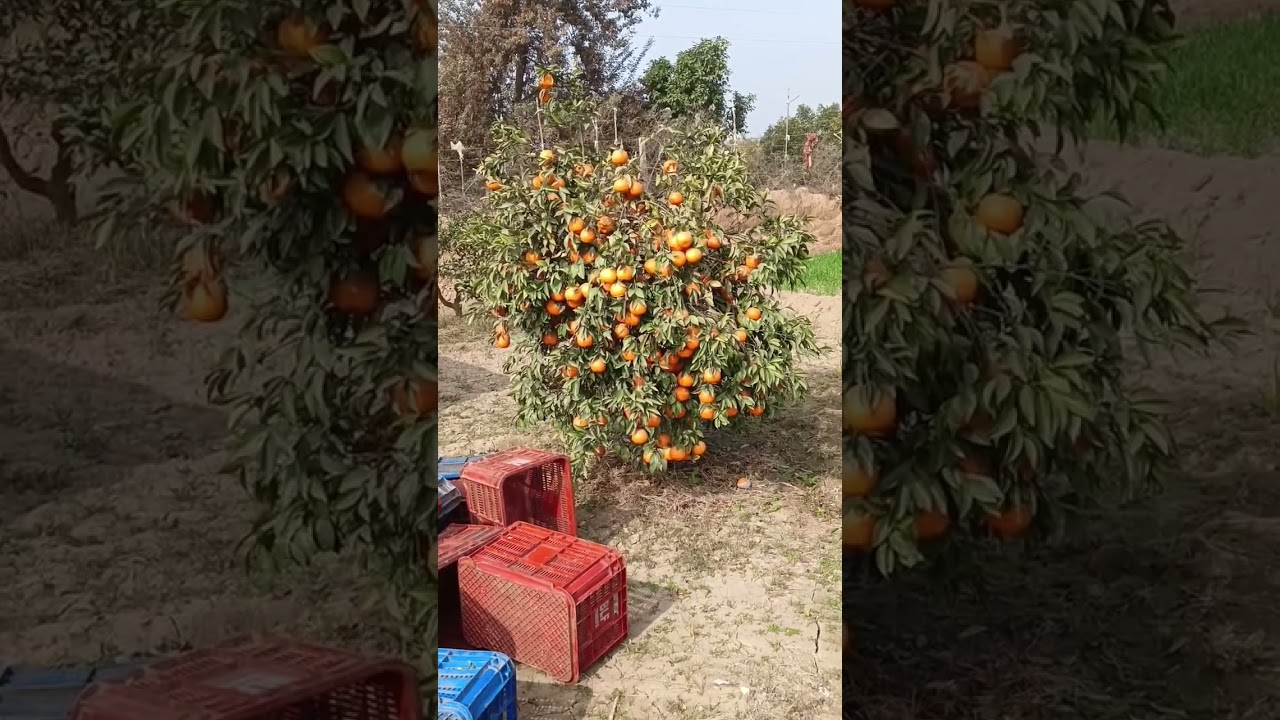 kinnow plant #kinnow #citrus #farming