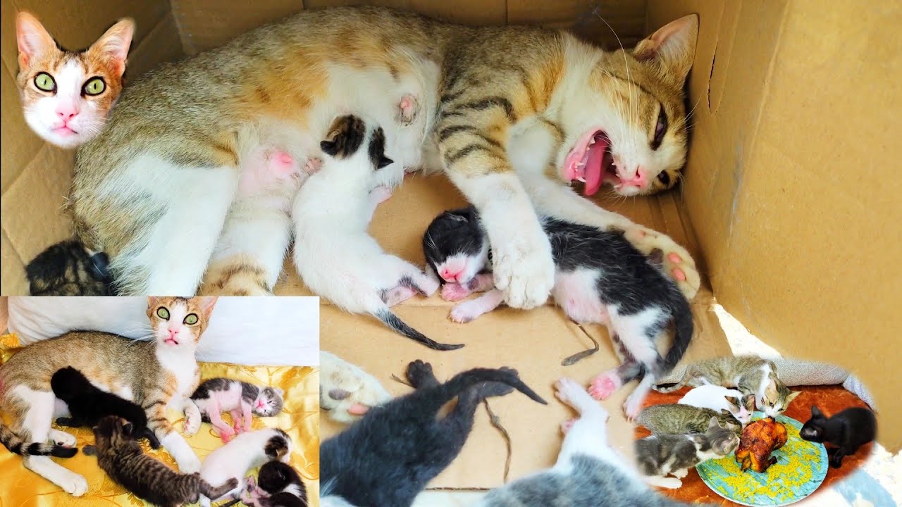 The story of rescue poor abandoned mother cat green eyes, and her 5 newborn kittens...