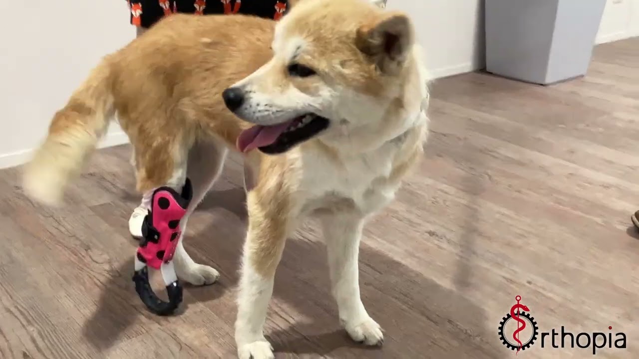 Orthopia - Proth&egrave;se pour Chien