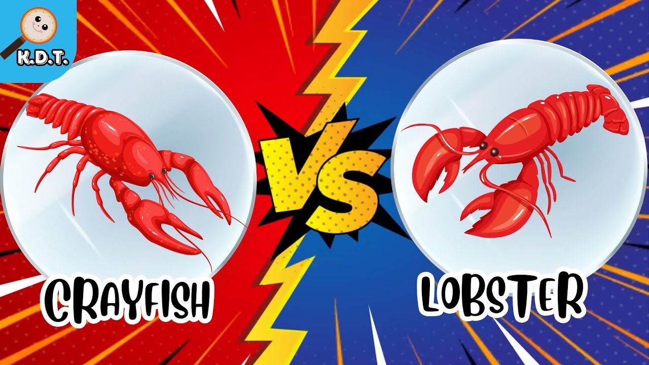 What are the differences between Crayfish and Lobster? | Discover Sea Animals