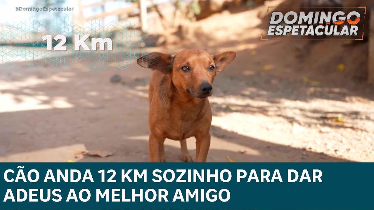 Cachorro foge de casa e anda 12 km sozinho para participar do velório do seu tutor