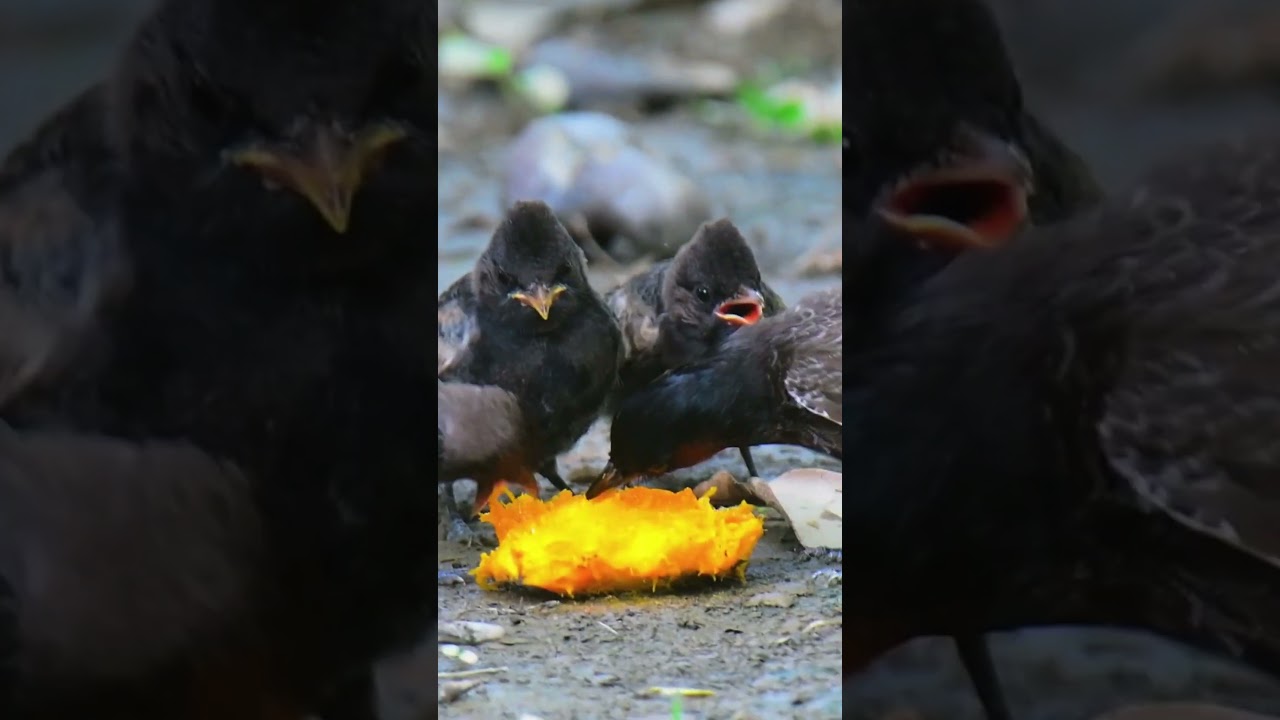 Red-vented Bulbul (Pycnonotus cafer)