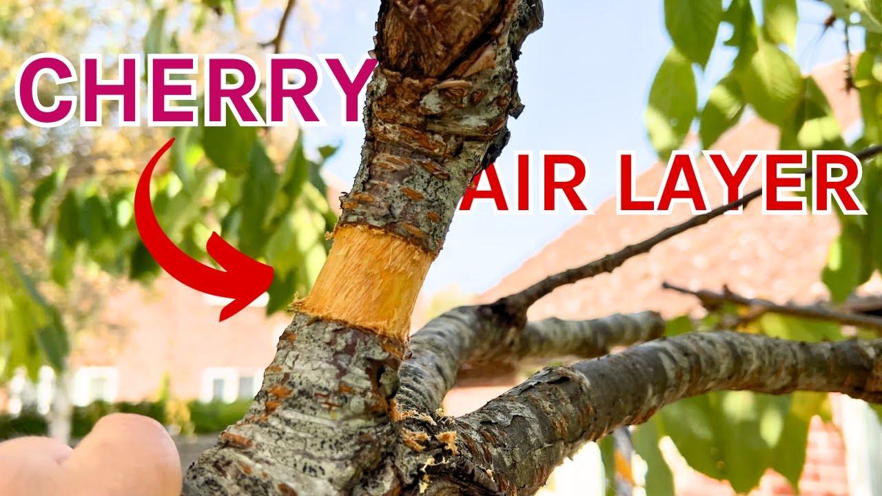Air Layer on a Beautiful but Gnarly Cherry Tree for Bonsai