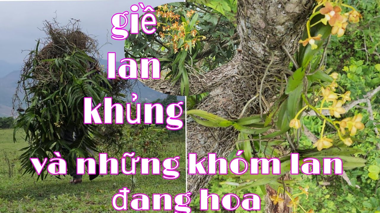 chuyến tìm lan gặp bụi vanda siêu khủng, đi tìm lan rừng tập 9 | phong lan rừng pv