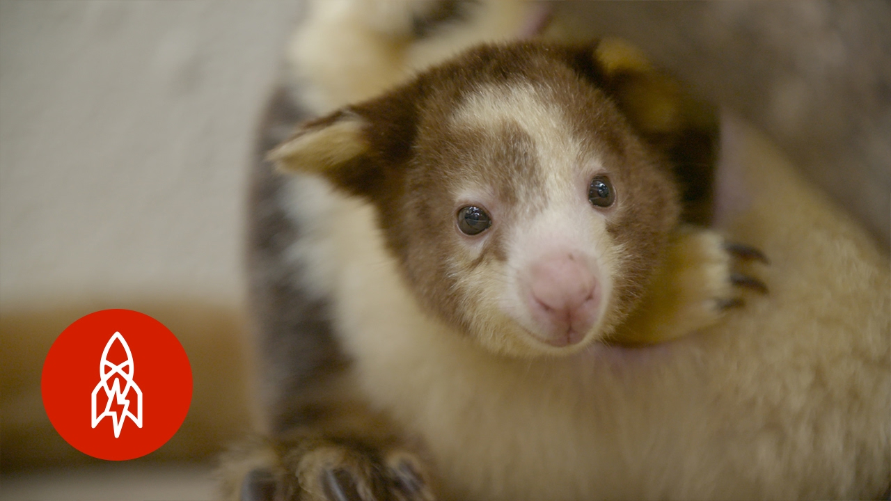 A Pouch In Need of Protection: The Matschie's Tree Kangaroo Climbs For Survival