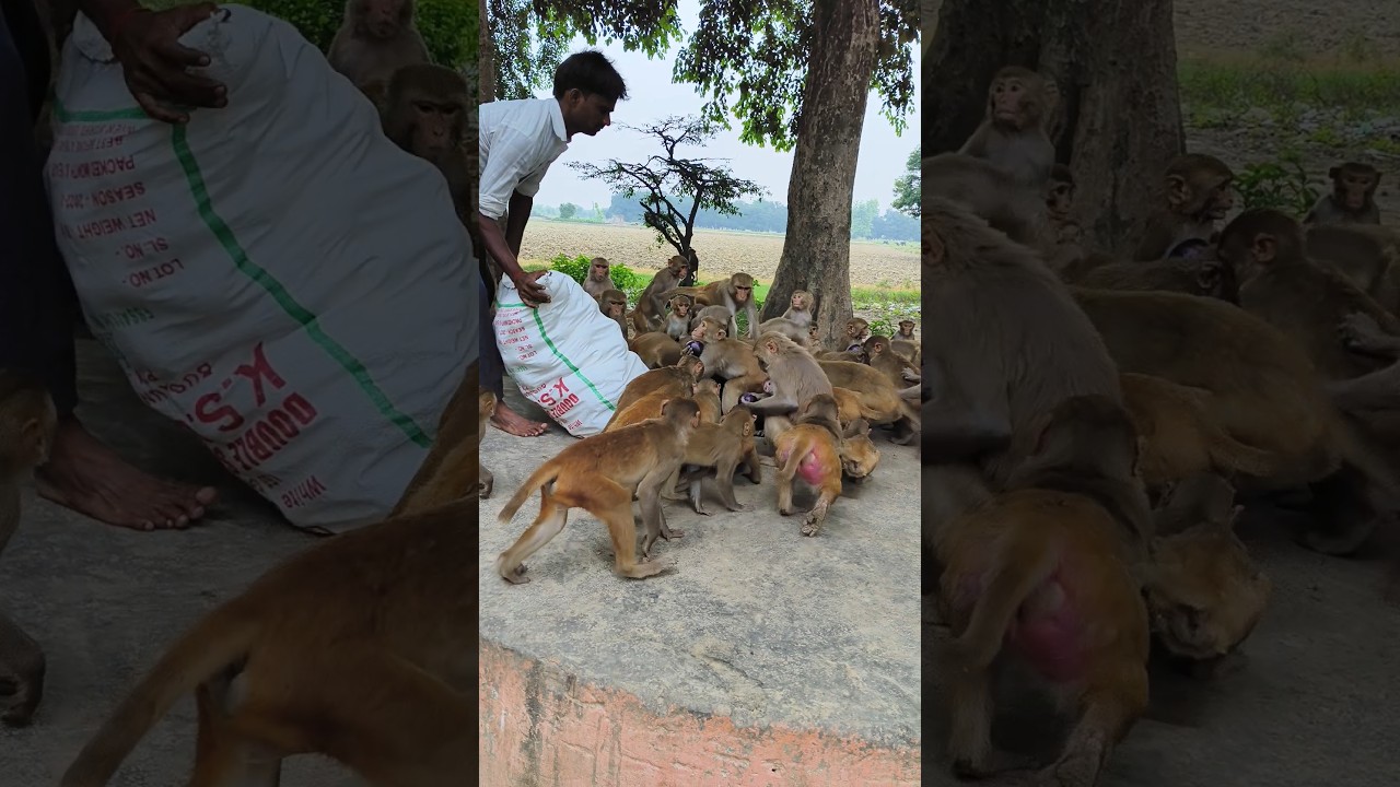 monkey feeding 🍆🐒🐒🐒#monkeyvideo #bandar #monkey 01194