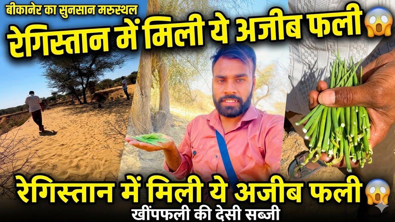 बीकानेर के सुनसान धोरों में मिली खींपफली 😲 | Desert Life Rajasthan | बीकानेर का मरुस्थल