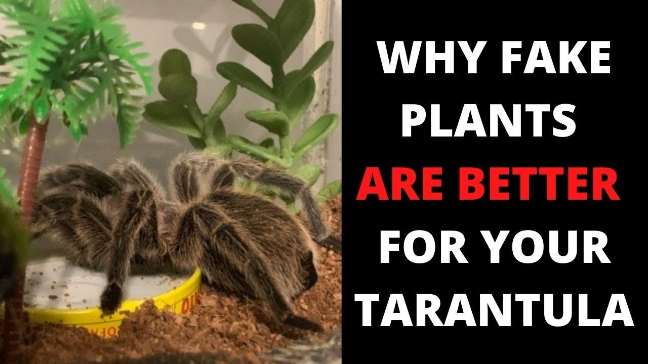 Why Your Tarantula Enclosure Should Have Fake Plants Instead Of Live Ones