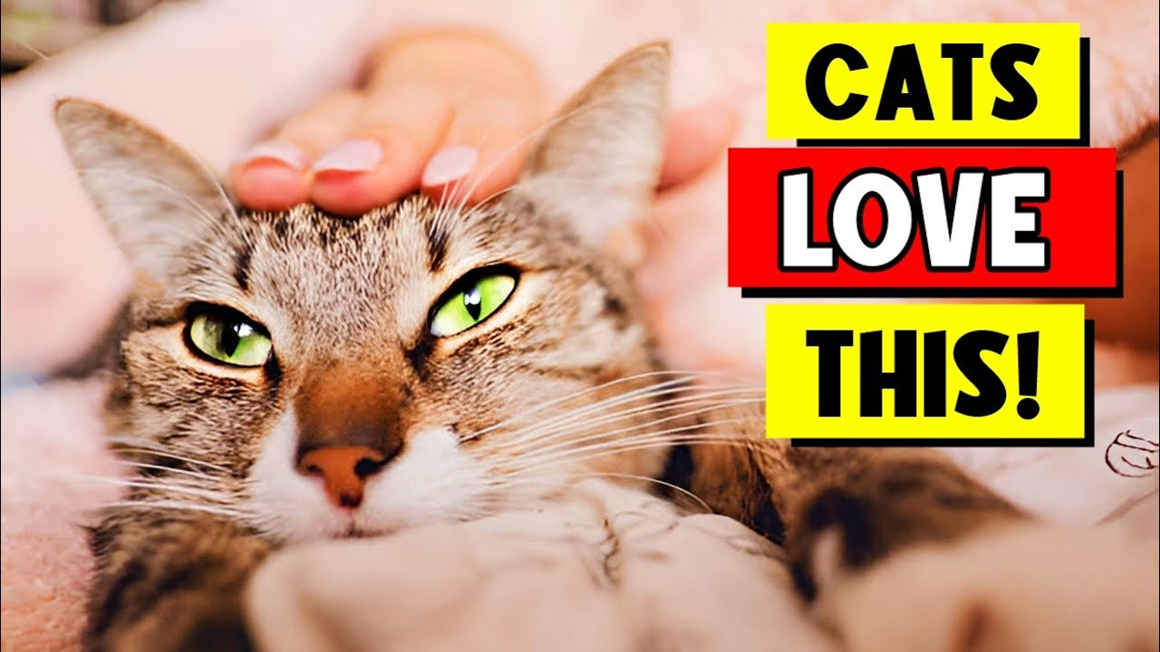 10 Things Cats LOVE Most About Their Owners &mdash; Number 7 Will Surprise You!