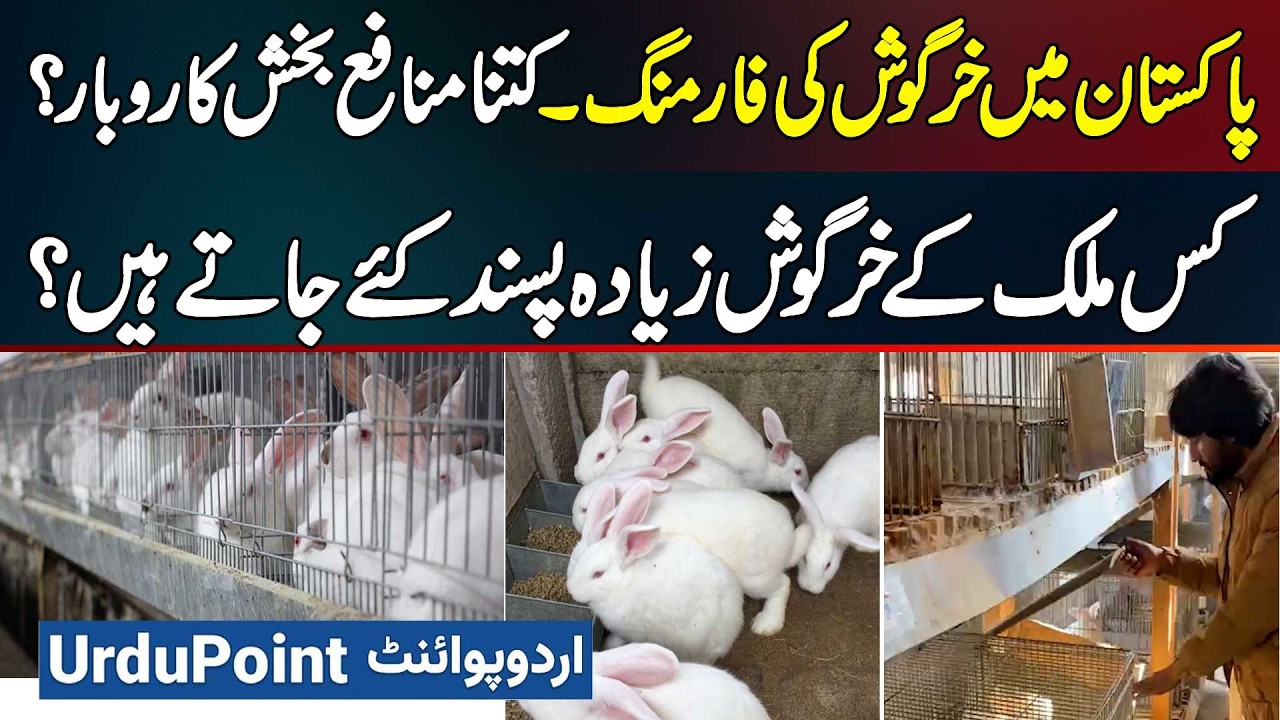 Successful Rabbit Farming Business - Which Breed Of Rabbits Sells More?