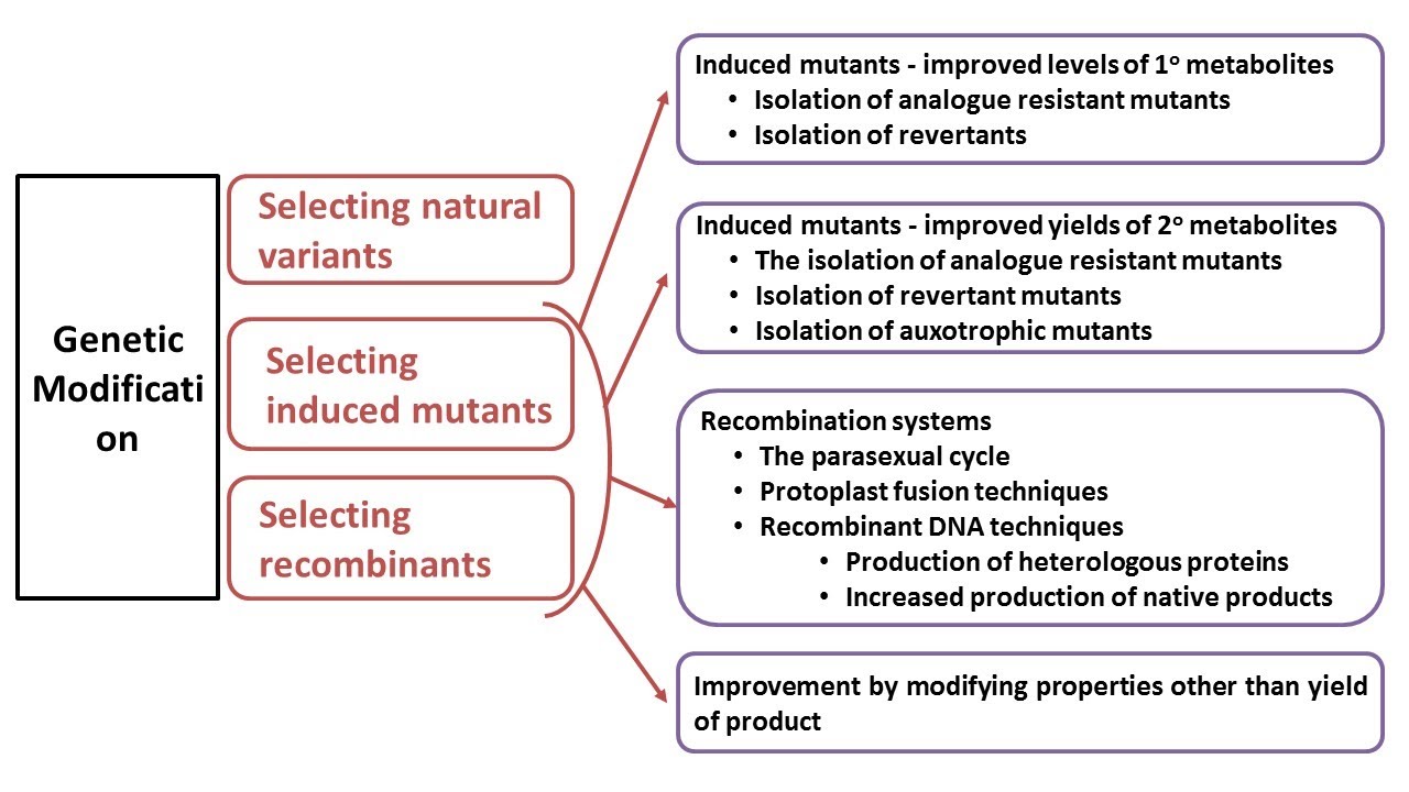 Strain Improvement of Industrially Important Microorganisms