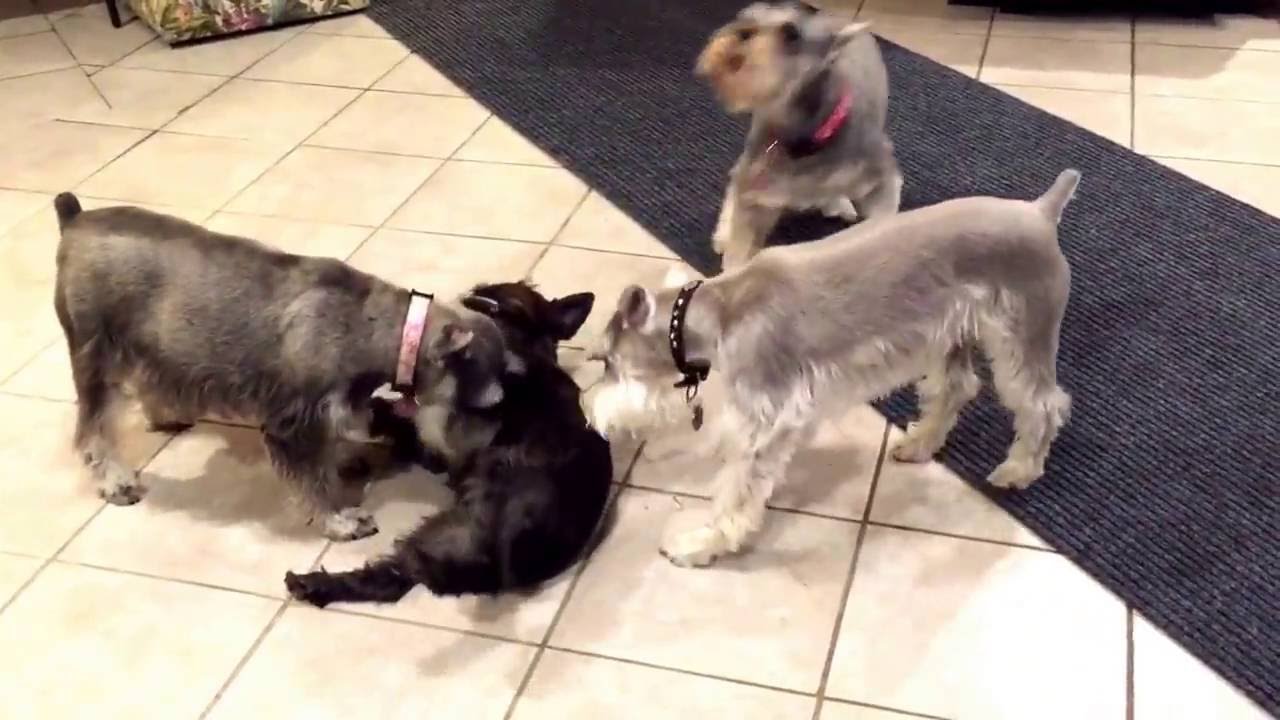 Silly Mini Schnauzers...  so playful!