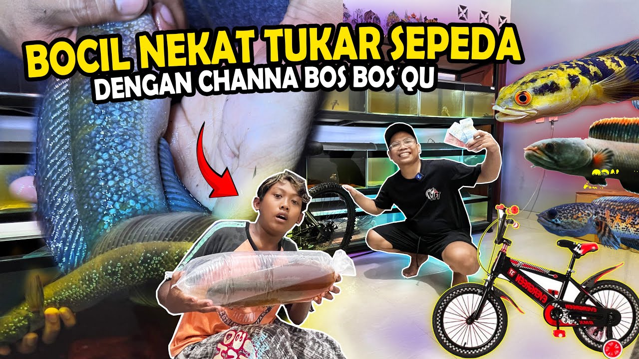 GILA!! BOCIL TUKAR SEPEDA DAN UANG 200RB DENGAN CHANNA JUMBO BOS BOS QU?