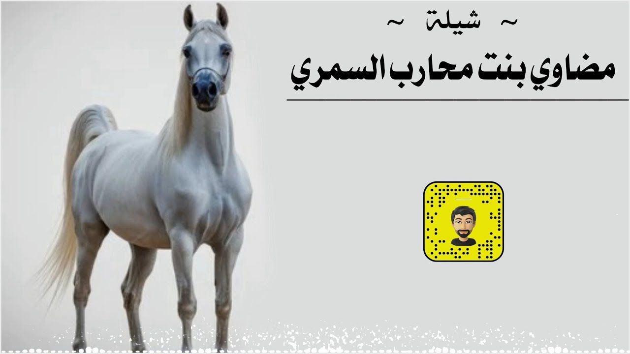 شيلة : مضاوي بنت محارب السمري - سعد محسن ( حصرياً ) 2025