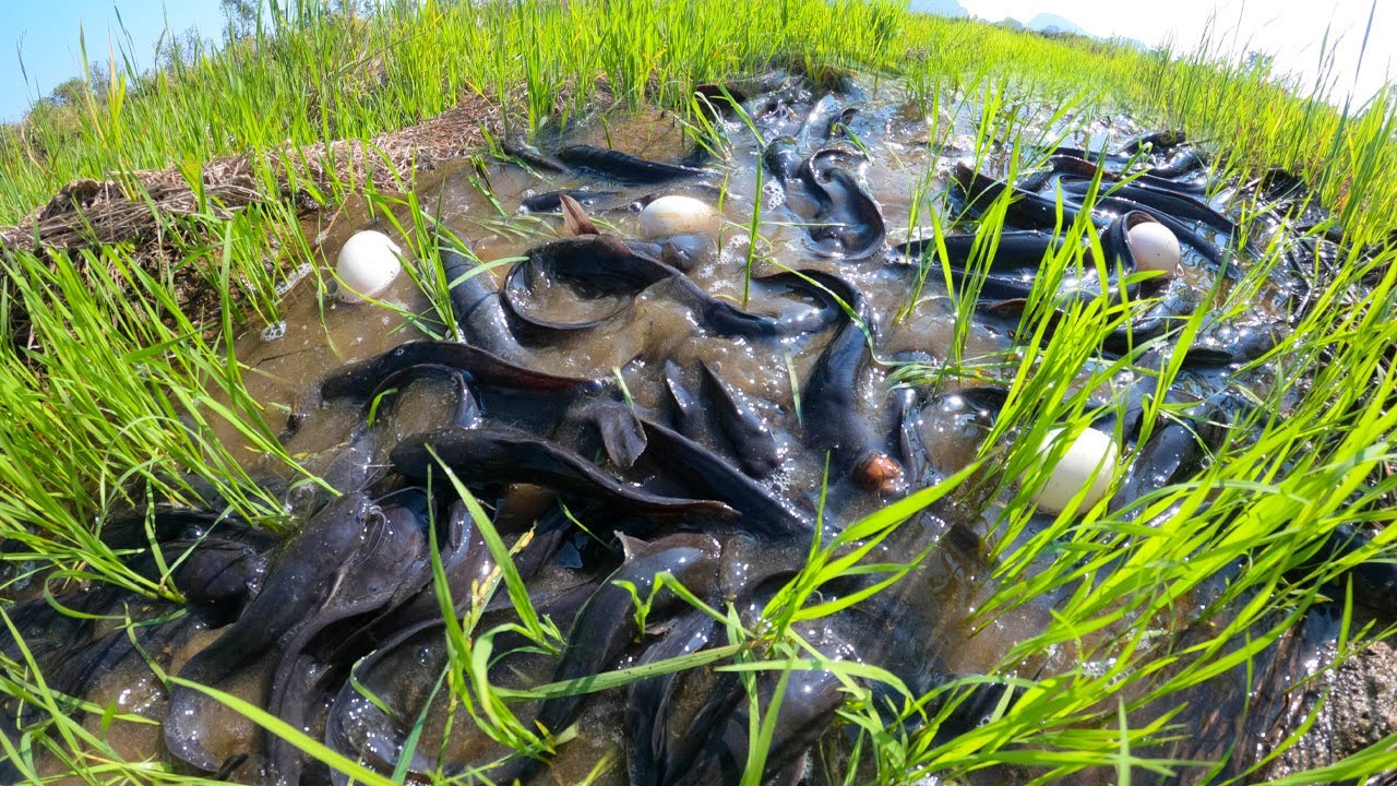 best top fishing, fishing skills, catching fish in rice field & pick eggs by best hand a smart man