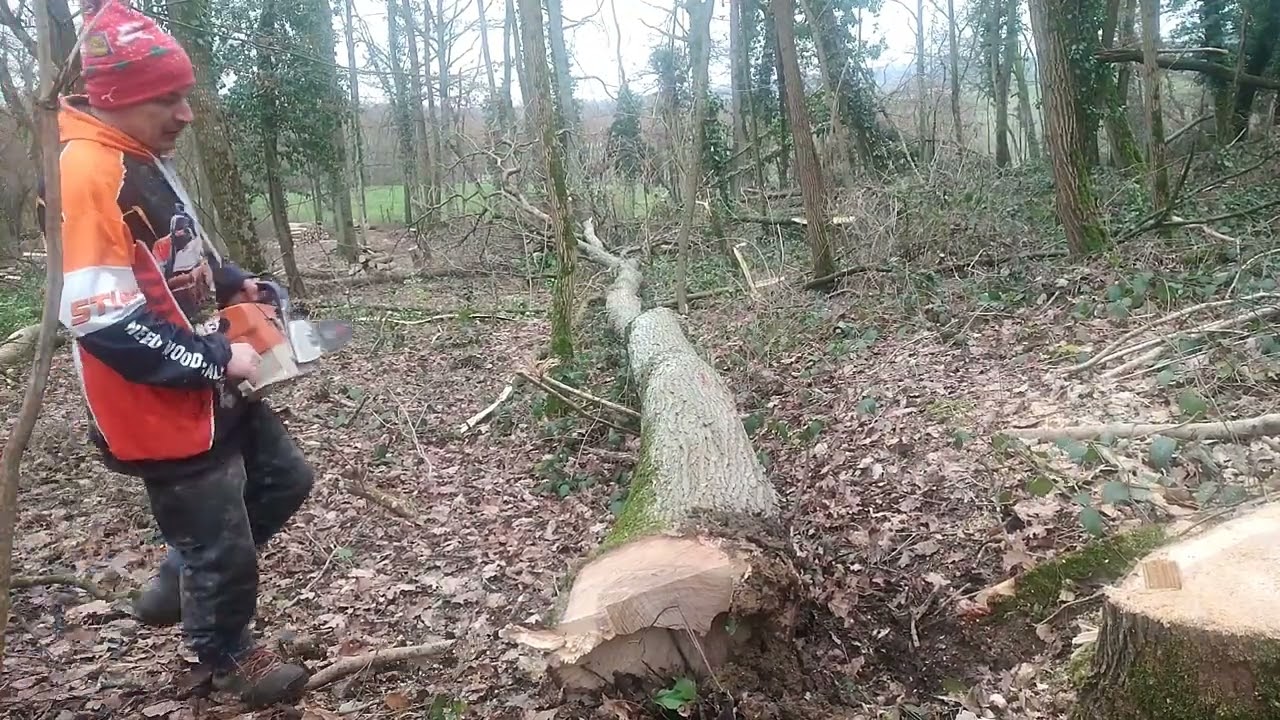 Grosse journée abattage de grumes 2 Stihl ms 660  la masse est les coins #forestmen #boisdechauffage