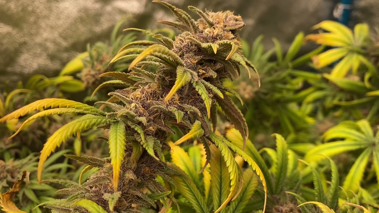 Granddaddy purple!!! #granddaddypurple
