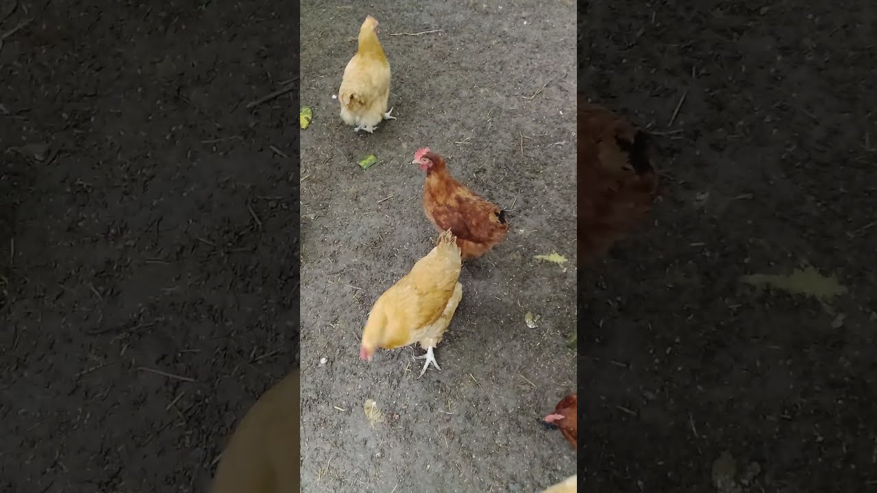 🐔 Chicken Serenade: Pecking and Clucking Symphony! 🐓🎶 #nature #chicken  #homesteading #shorts