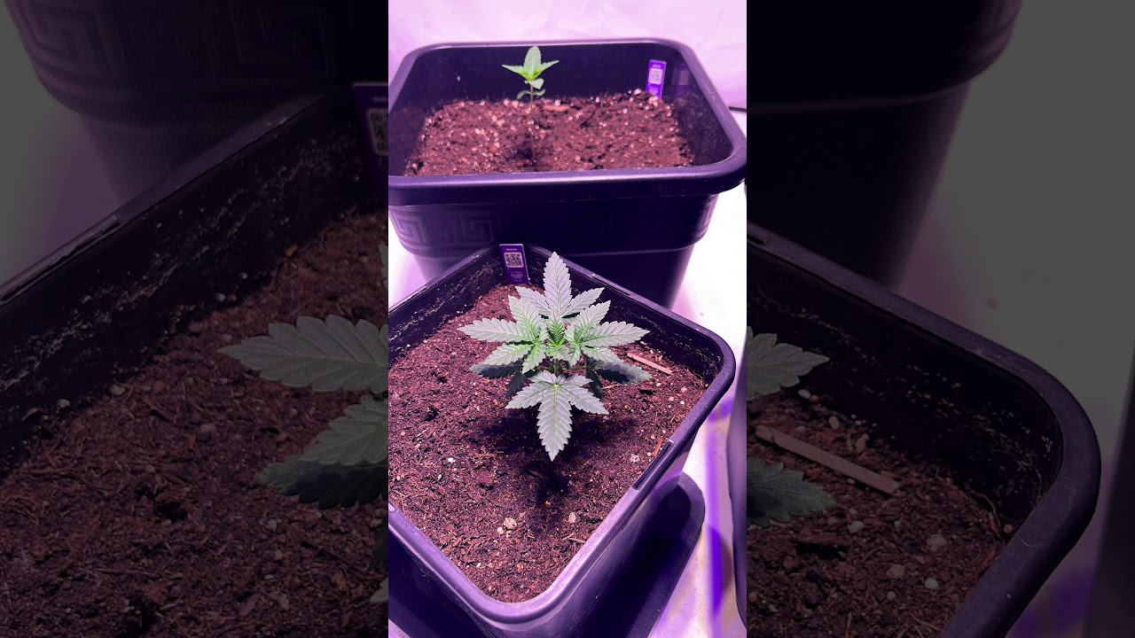 GelatoCake🍧🎂 (GermanGrow) #reggae #reggaemusic #bobmarley #cannabisdaily #cannabisgrowers #canna