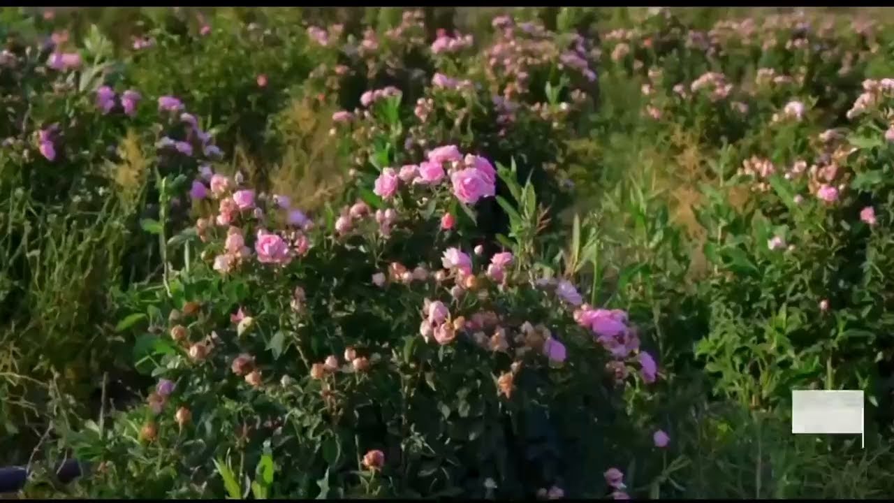 الورد المديني.. غزارة في الإنتاج وارتباط بالأفراح