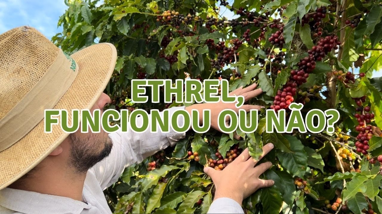 Ethrel, funcionou ou n&atilde;o?