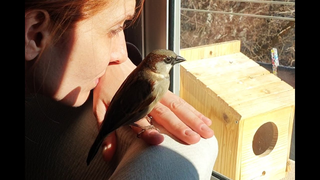Robin el gorrión....Cómo criamos a Robin, le encanta mirar desde la ventana con nosotros el Parque