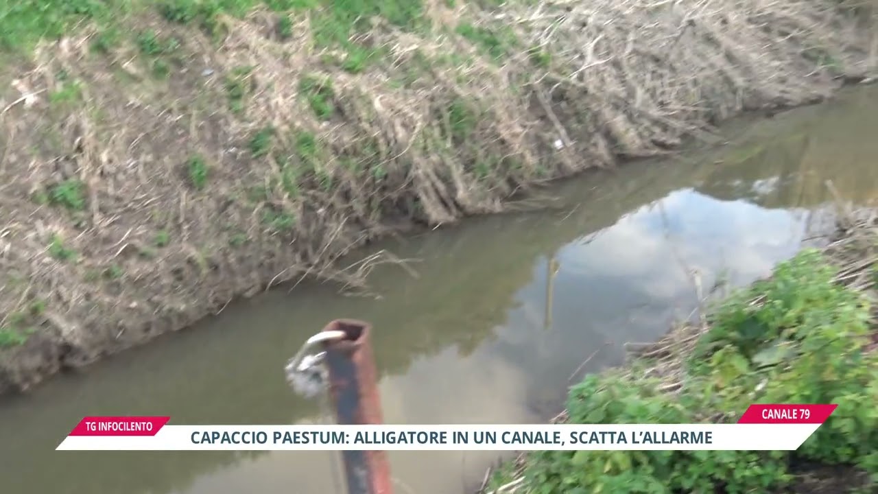 Alligatore a Paestum: tra mistero social e mobilitazione reale. Esche per provare a catturarlo