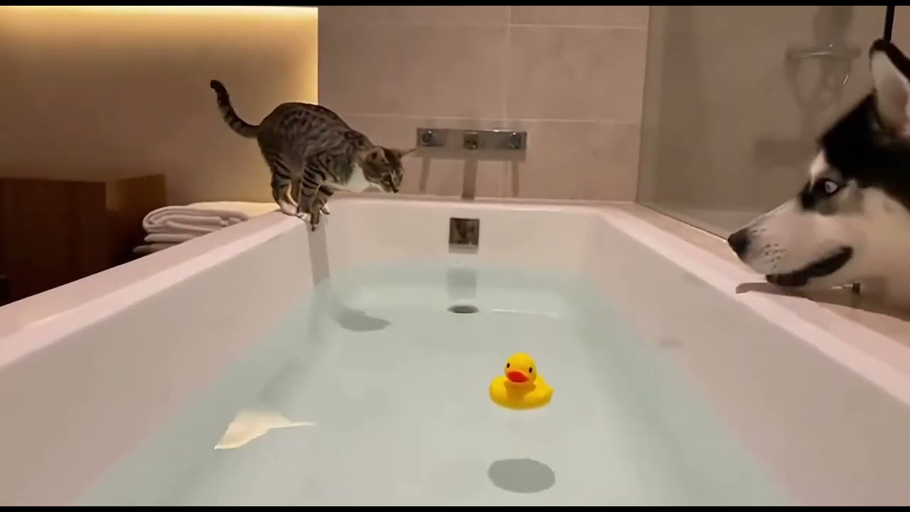 Dog Vs Cat. Cute fights. #funnydogs #dog #pets #funnyvideo #funnyanimals 
