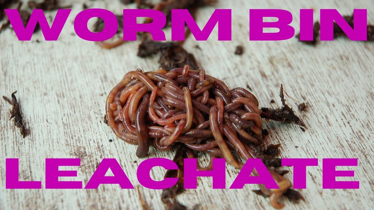 Worm Bin (Vermicomposting) ~ Harvesting Leachate & The Difference Between It And Worm Tea