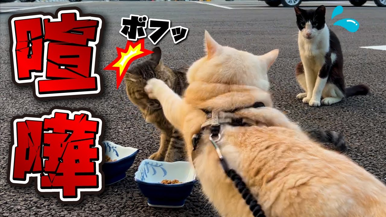 楽しい食事会のはずが暴力沙汰で場を凍らせてしまった元野良ボス猫