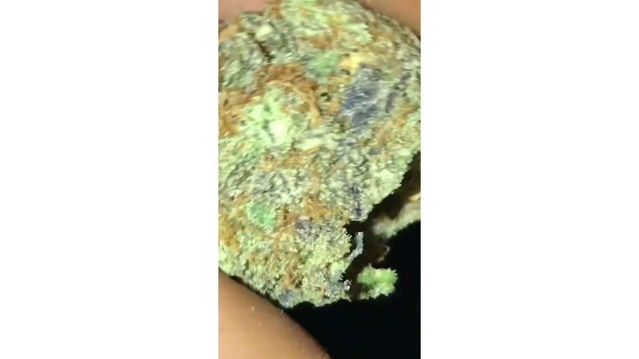 Blue Gushers Strain Review ( Smk Brk 420 )