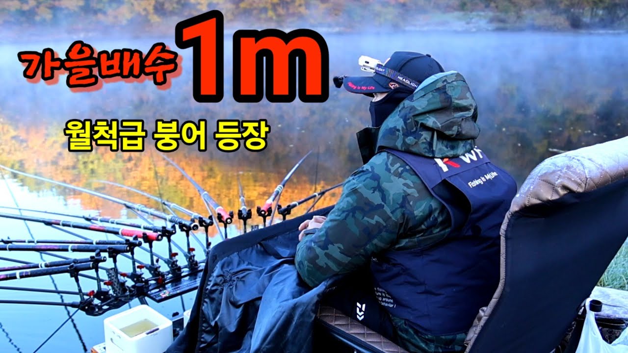 청도 붕어낚시 중 하룻밤 배수 1m 월척급 붕어 만나다👍청도대구낚시 배수은프로😍 #붕어낚시 #fishing 